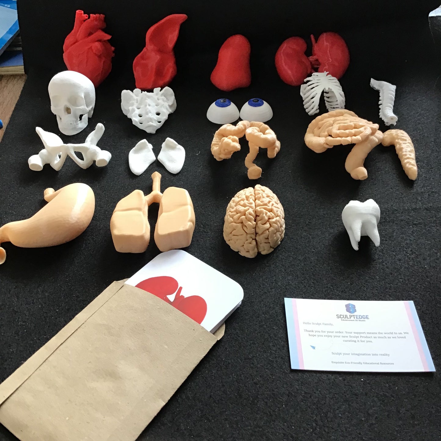 Human Anatomy Model Set 3D Printed- Perfect for students, educators, and medical enthusiasts