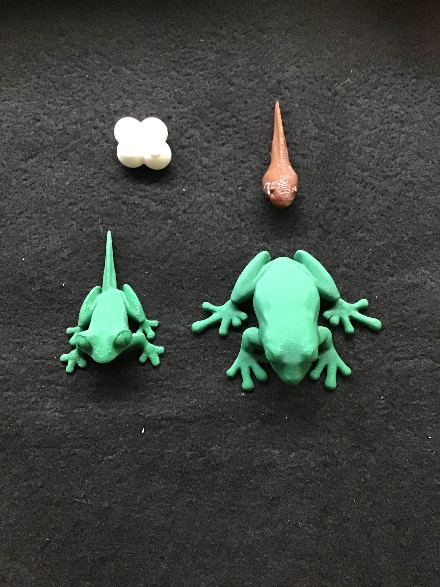 Frog Life Cycle Set 3D Printed