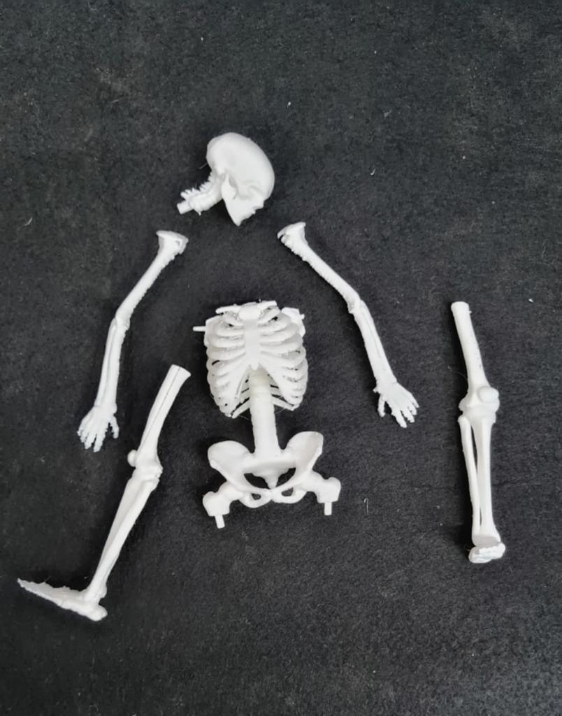 3D Skeleton Puzzle