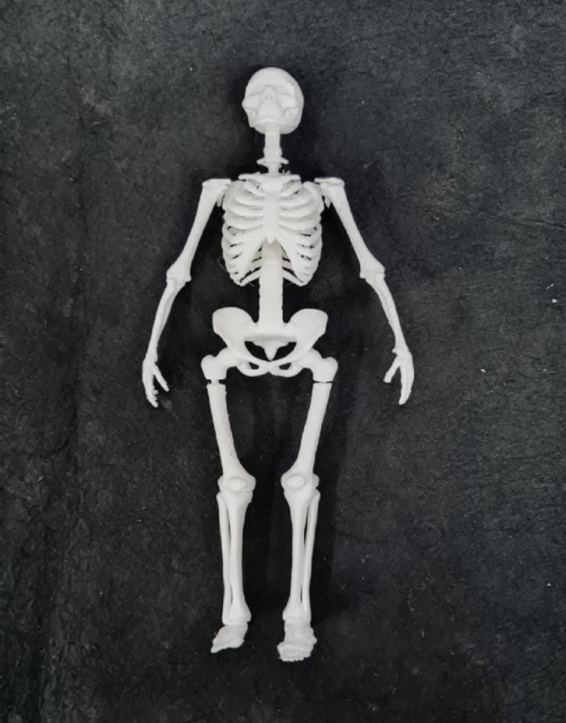 3D Skeleton Puzzle