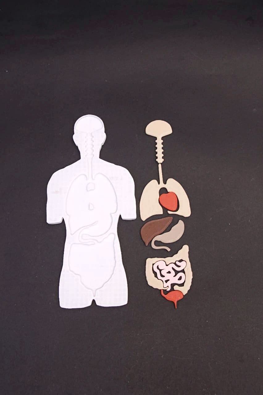 2D Human Anatomy with brain