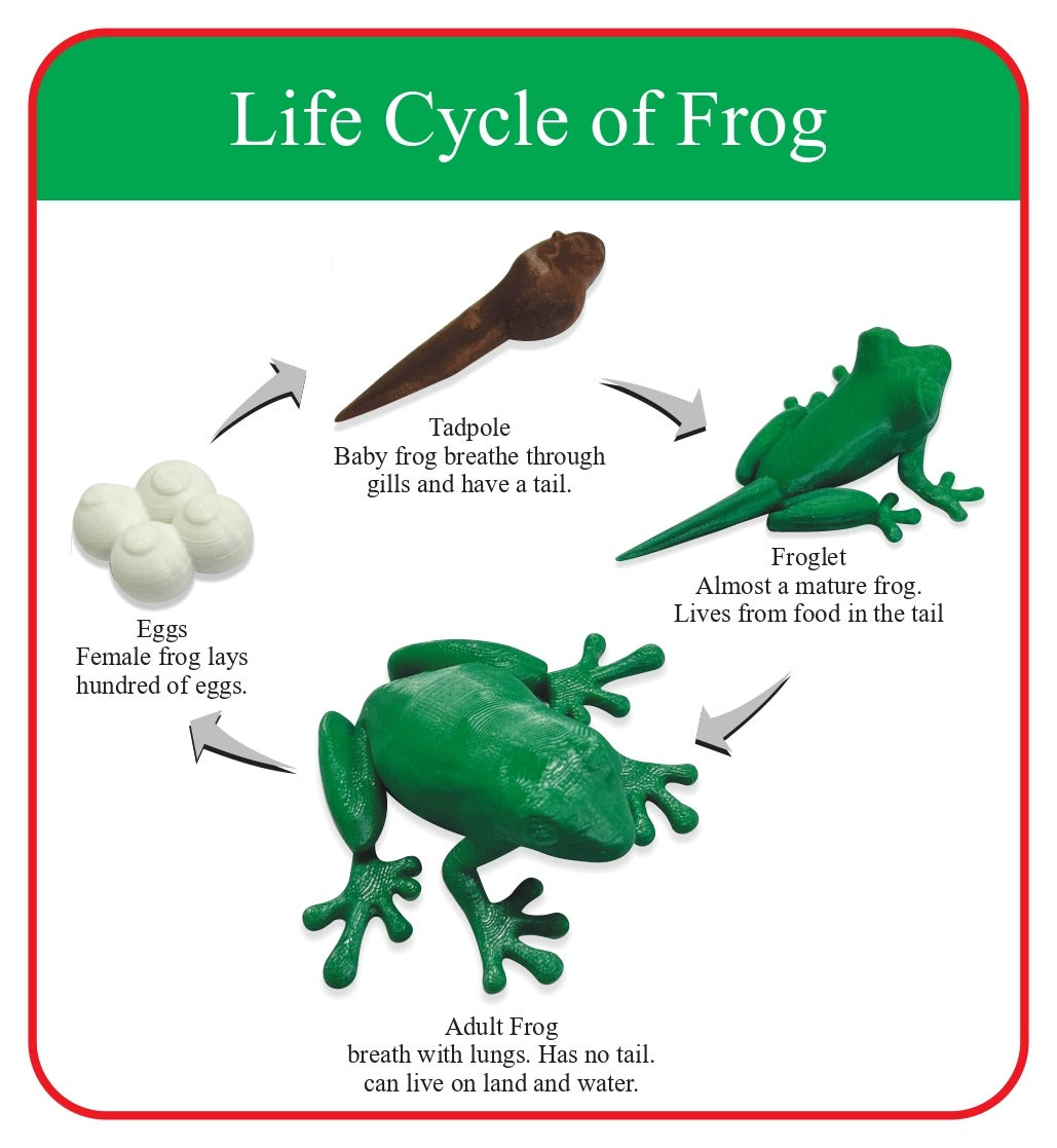Frog Life Cycle Set 3D Printed