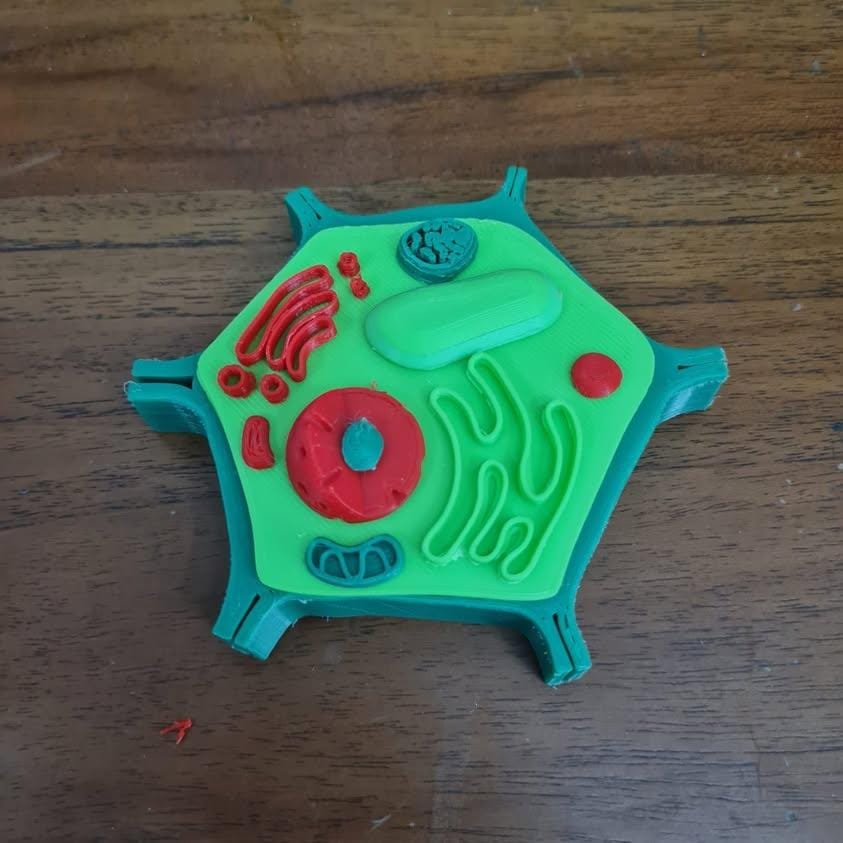 3D Plant Cell Puzzle