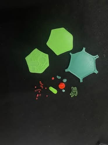 3D Plant Cell Puzzle