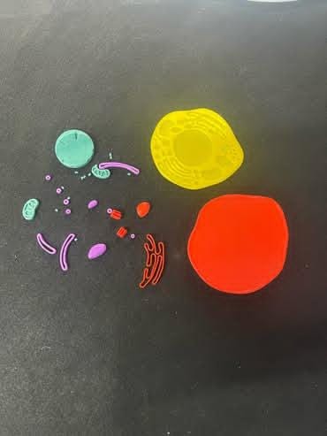 3D Animal Cell Puzzle
