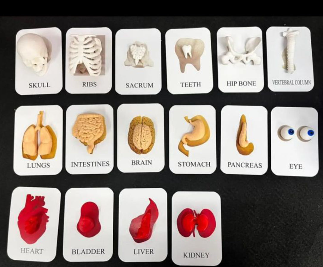 Human Anatomy Model Set 3D Printed- Perfect for students, educators, and medical enthusiasts