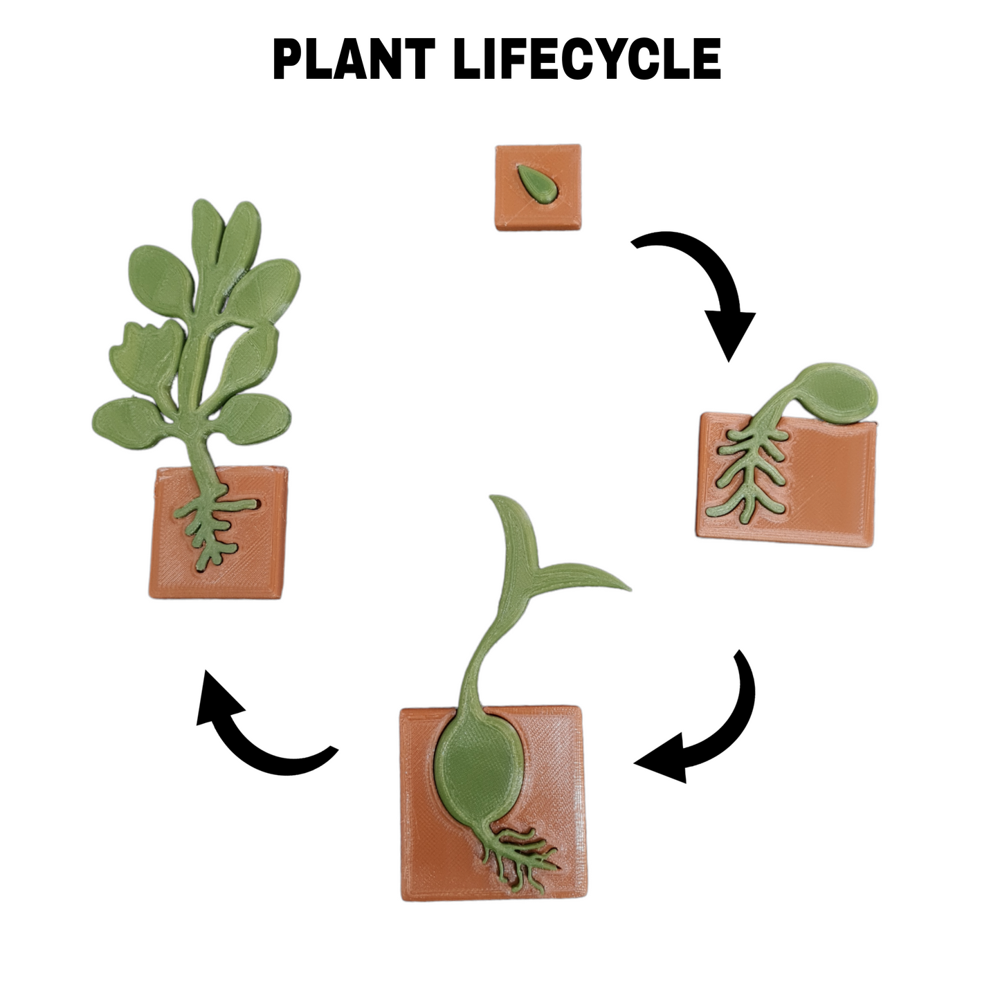 Plant Life Cycle