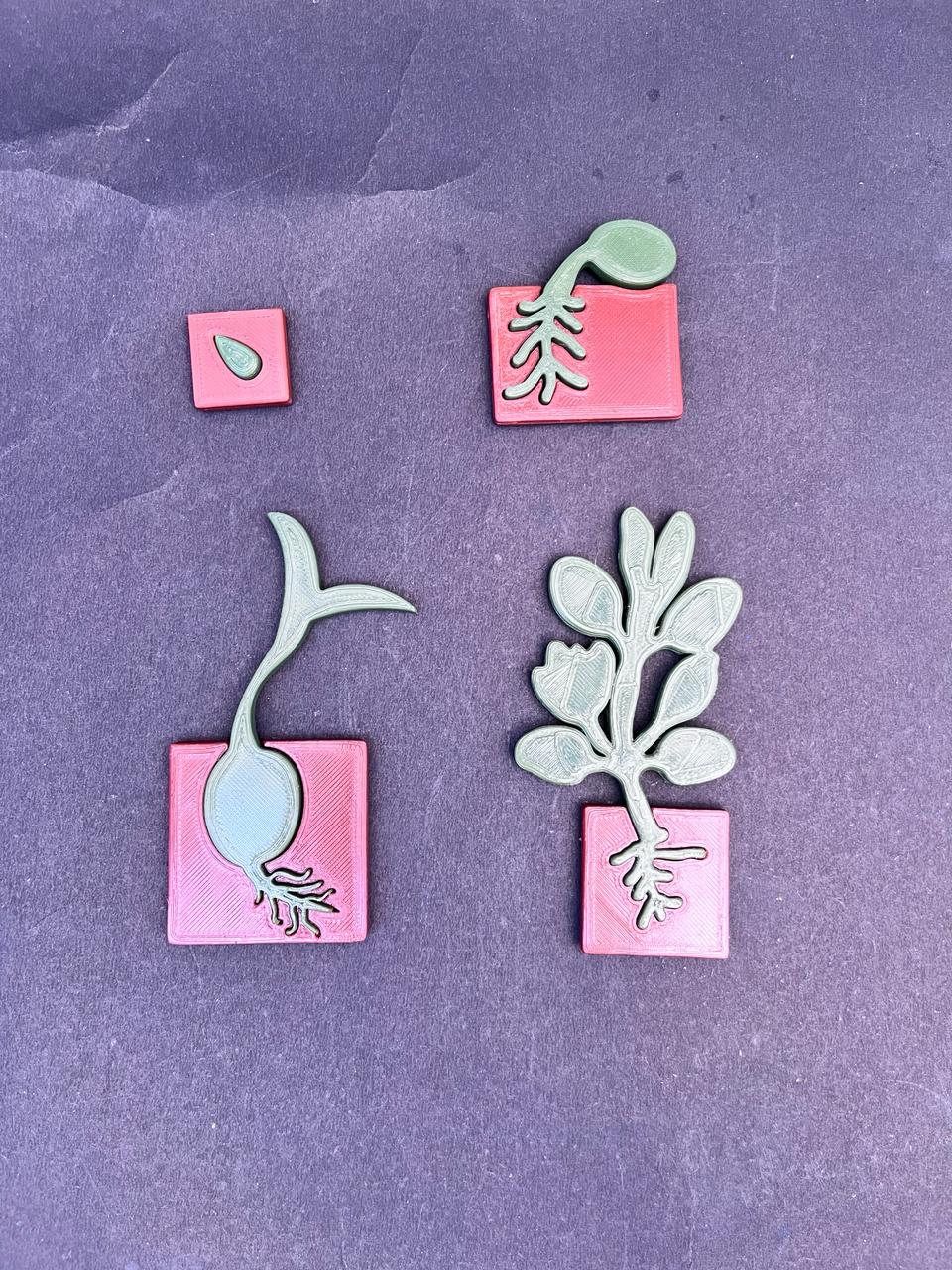 Plant Life Cycle