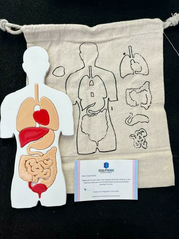 2D Anatomy Puzzle without brain
