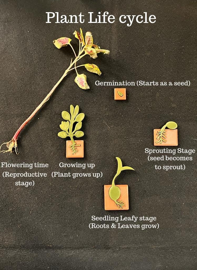 Plant Life Cycle
