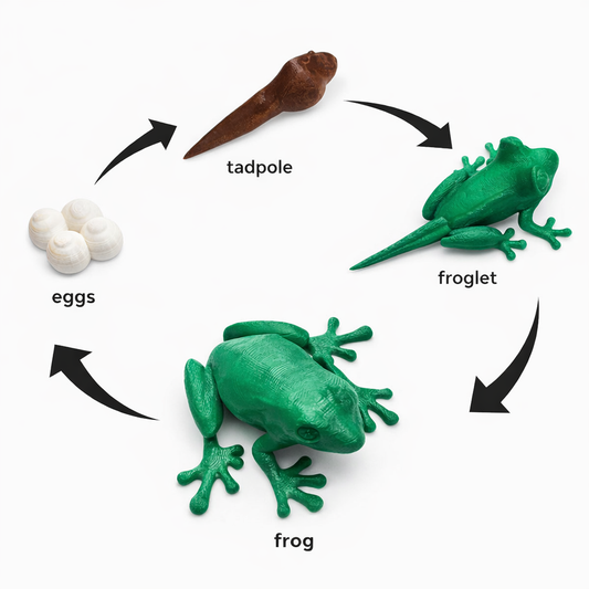 Frog Life Cycle Set 3D Printed