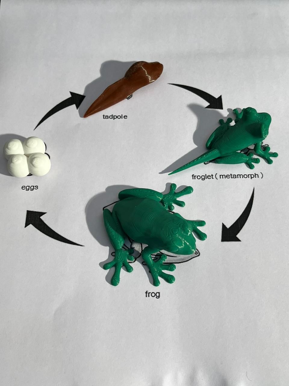Frog Life Cycle Set 3D Printed